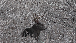 Sunshine Swine & Ice Storm Deer thumbnail