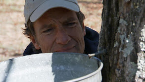 Maple Syrup Maker thumbnail