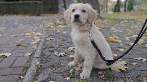 Adopción y esterilización thumbnail