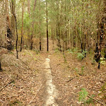 Narrow track towards the Abbotts Falls in the Watagans (320990)