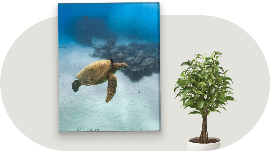 A canvas print featuring a turtle hanging next to a potted tree inside a home.