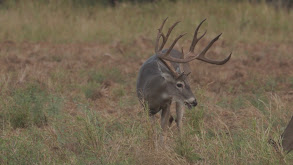 Texas Giant Among Giants! thumbnail