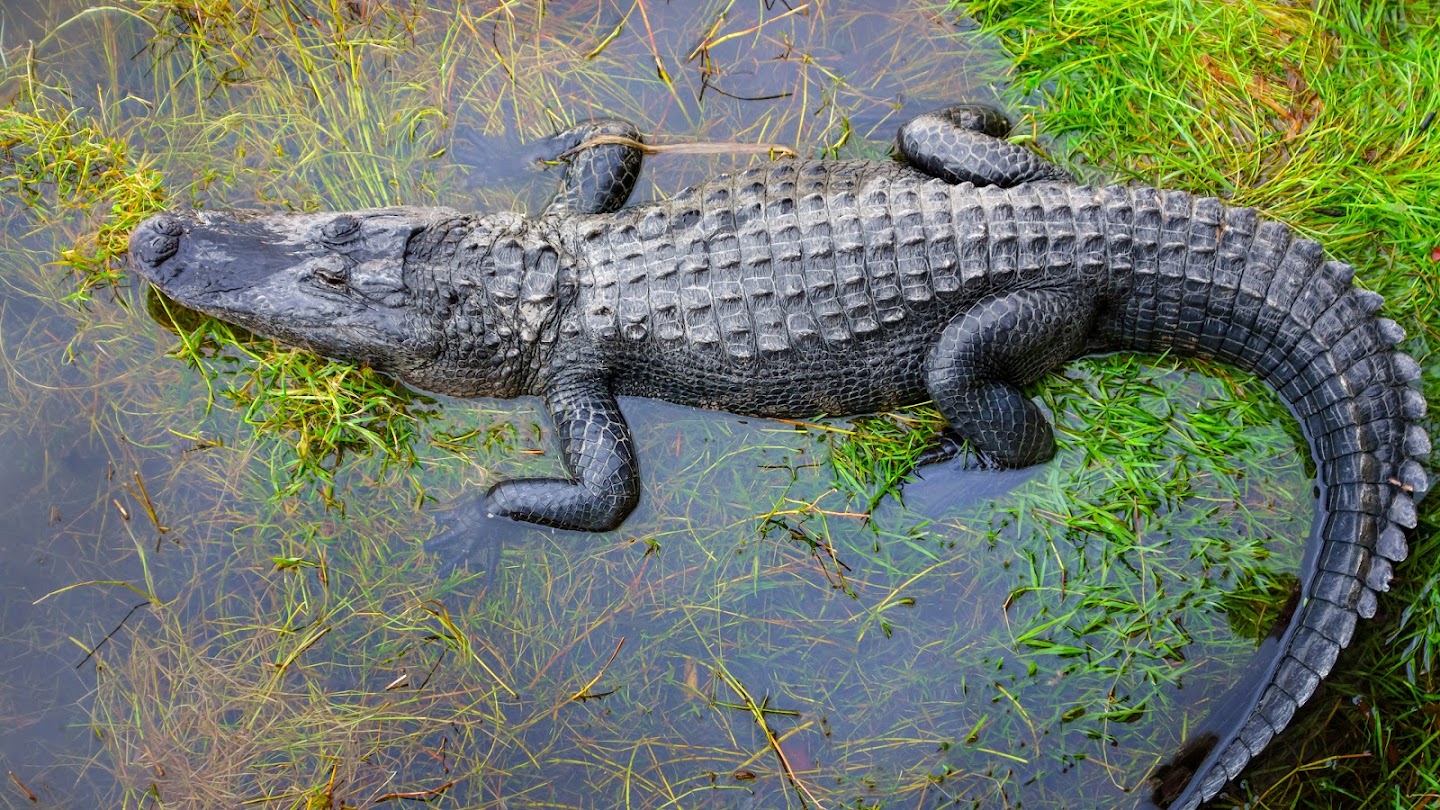 Watch Quick Shots: Gator Hunts live