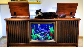 The Purr-fect Tank thumbnail