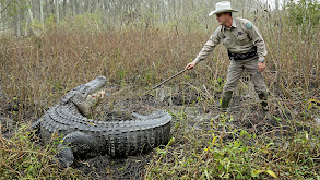 Gator vs. Dog thumbnail