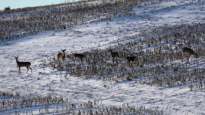 Kentucky Winter thumbnail