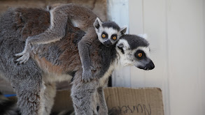 Lemur Me Alone! thumbnail