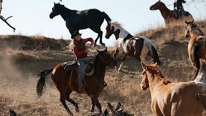 Wild Horses thumbnail