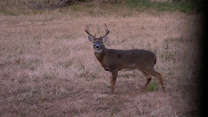 Backyard Buck thumbnail