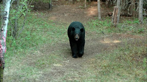 Saskatchewan Bear thumbnail