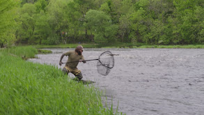 Alewives and Birch Syrup thumbnail