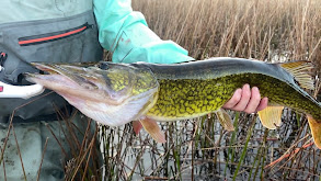 Pickerel in the Devil's Domain thumbnail