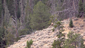 Elk Hunting Grizzly Country thumbnail