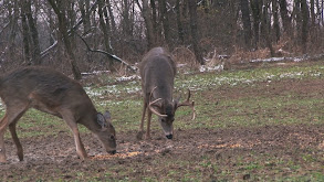 Big Tine Buckeyes thumbnail