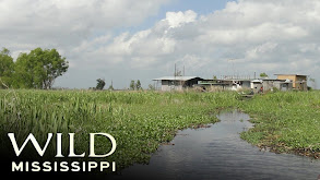 Wild Mississippi thumbnail