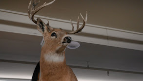 Wyoming Whitetails thumbnail