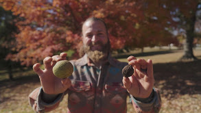 Snowshoe Hare and Black Walnuts thumbnail