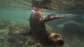 Pinnipeds at Georgia Aquarium thumbnail