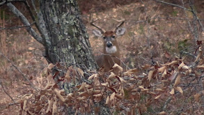 Tennessee Whitetail thumbnail