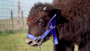 The Cutest Yak in Colorado thumbnail