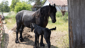 At Foal Throttle thumbnail