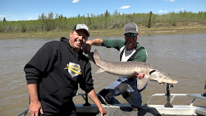 Lake Sturgeon on the North Saskatchewan River thumbnail