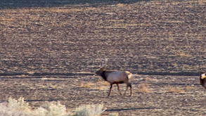 Wapiti & Muleys thumbnail