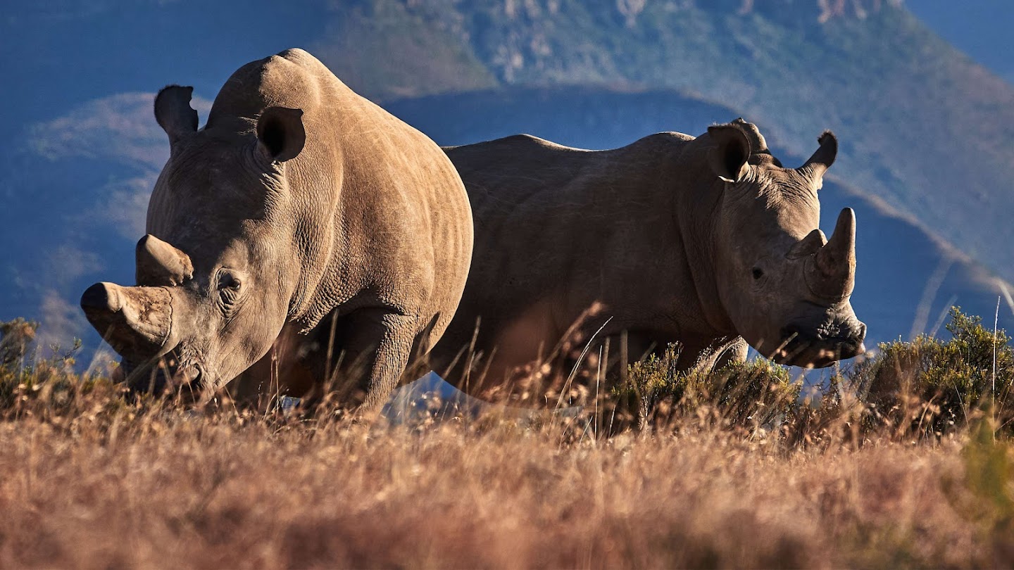 Watch Saving the Wild live