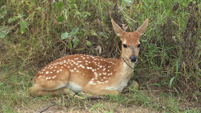 Bucks and Bows thumbnail