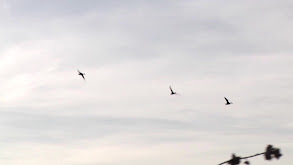 Kansas Mallard Hunt thumbnail