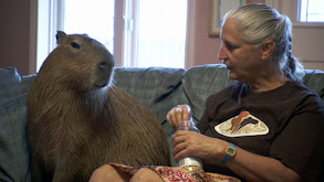 Airline Addict; Crazy for Capybaras thumbnail