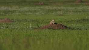 Prairie Dog and Prairie Turnip thumbnail