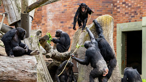 Feeding the Zoo thumbnail