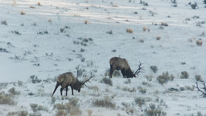 Montana Elk thumbnail