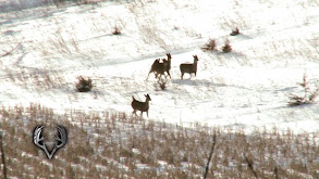 Iowa Whitetails thumbnail