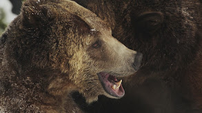 Idaho: Living With Grizzlies thumbnail