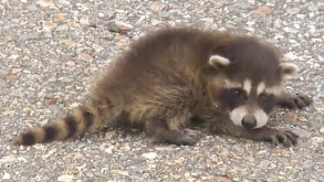 Raccoon Rescue thumbnail