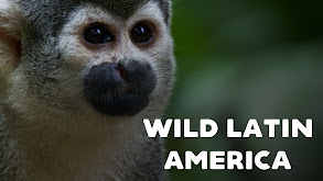 Wild Latin America thumbnail