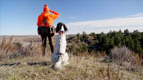 Montana Pheasant and Sharptail Grouse thumbnail