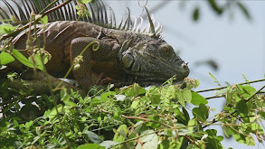 Green Iguanas thumbnail