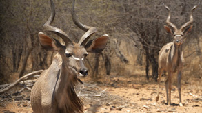 The Greater Kudu thumbnail