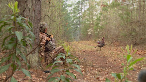 Circle n Turkey Hunting thumbnail