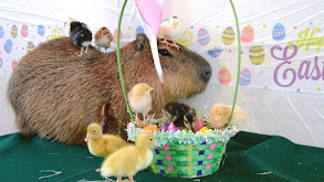 Easter, a Salute to Hamsters Eating, and Cats thumbnail