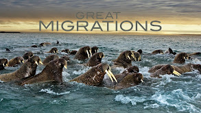 Great Migrations thumbnail