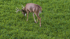 Whitetail Management thumbnail