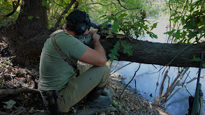 Gators in the Swamp thumbnail