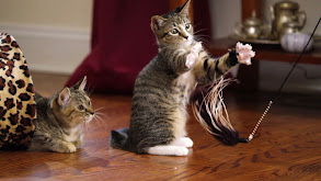 Kitten Beauties thumbnail