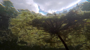 Largemouth of Grassy Florida thumbnail