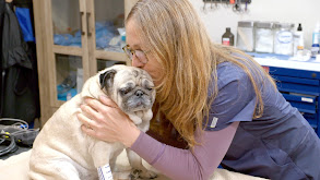 Hug for a Pug thumbnail