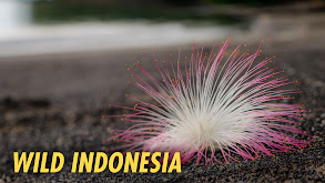 Wild Indonesia thumbnail